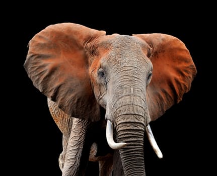Elephant on dark background in National park of Kenya, Africa