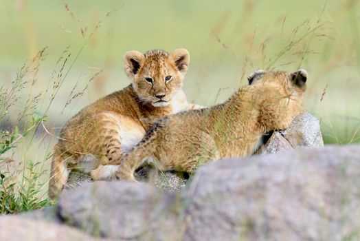 African Lion cub in National park of Kenya, Africa
