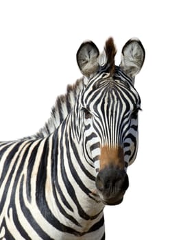 Zebra isolated on white background
