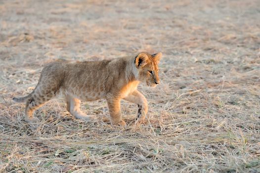 African Lion cub, (Panthera leo), National park of Kenya, Africa