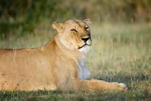 Close-up lion in National park of Kenya, Africa