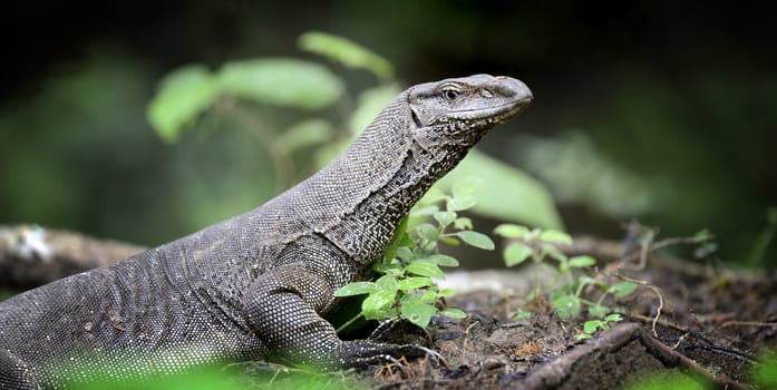 Large monitor lizard in Sri Lanka