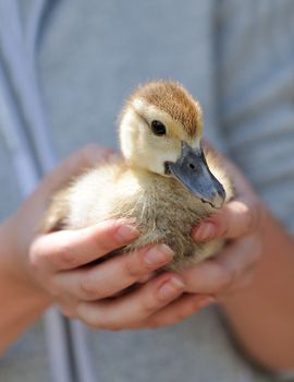 Farmer holding little duck in his hands