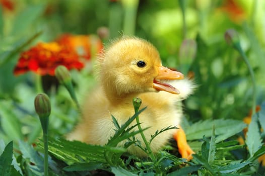 Yellow duckling in grass