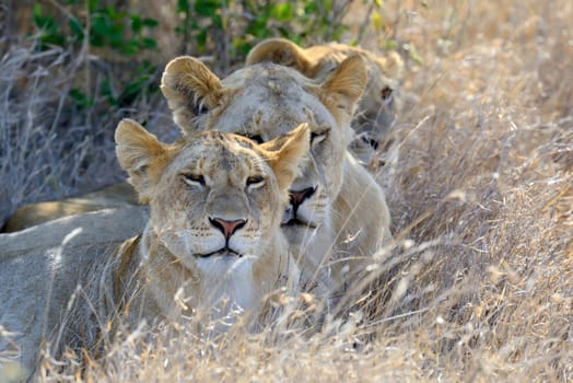 Close lion in National park of Kenya, Africa