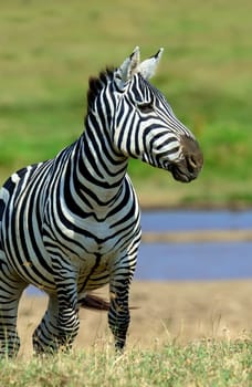 Zebra near the water in Africa, National park of Kenya