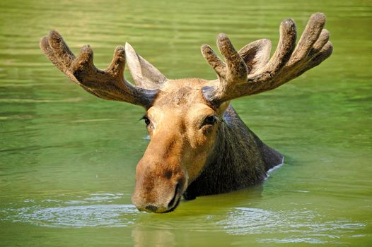 Moose swimming in lake