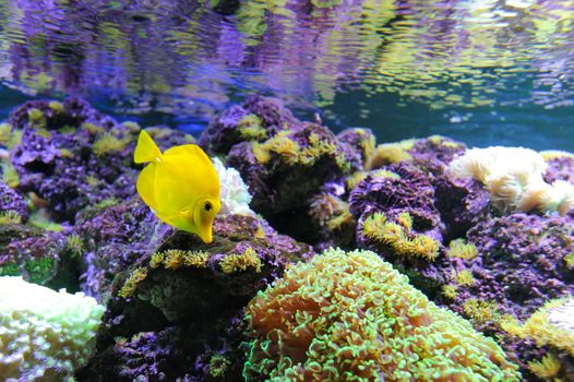 Underwater scene, showing different colorful fishes swimming