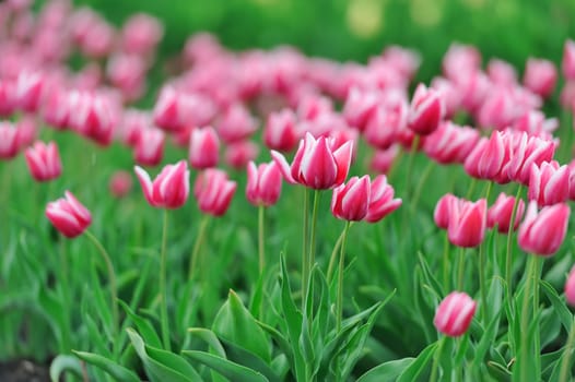 Close-up beautiful pink tulips in spring field