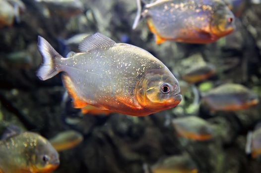 Tropical piranha fishes  in a natural environment