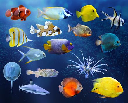 Great collection of a tropical fish on a blue background