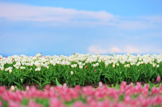 Close-up beautiful white tulips in spring field