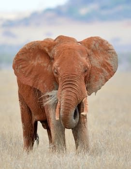 Red elephant in National park of Kenya, Africa