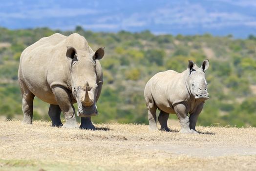 African white rhino, National park of Kenya