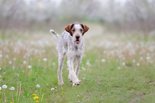 Dog running on the grass field with flowers