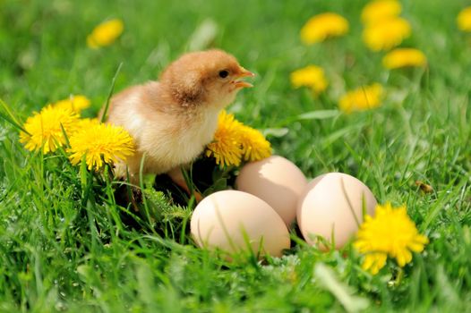 Little chicken and egg on the grass