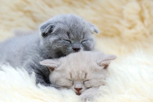 Cute little gray kitten sleeps on fur white blanket