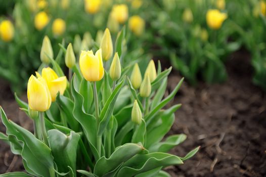 Close-up beautiful yellow tulips in spring field