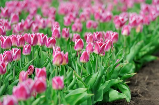 Close-up beautiful pink tulips in spring field