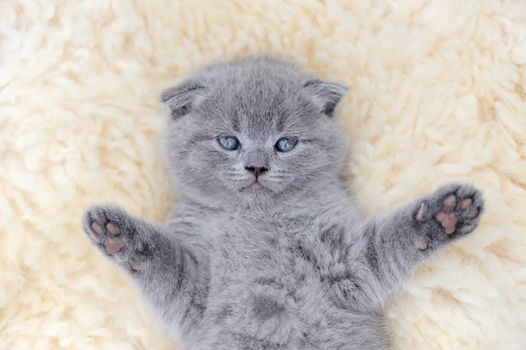 Close funny little gray kitten on white blanket