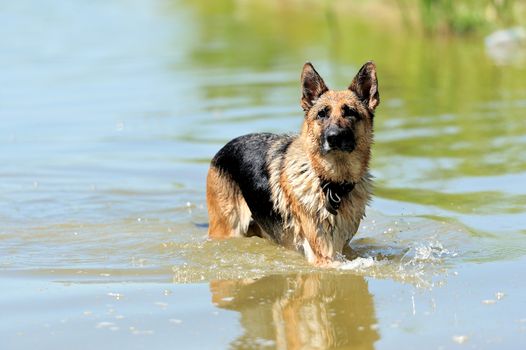 Young german shepherd in lake