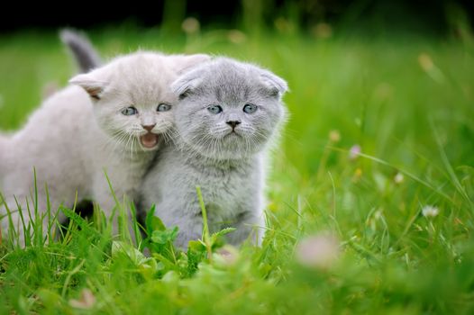 Two close cute gray baby kitten in green grass 