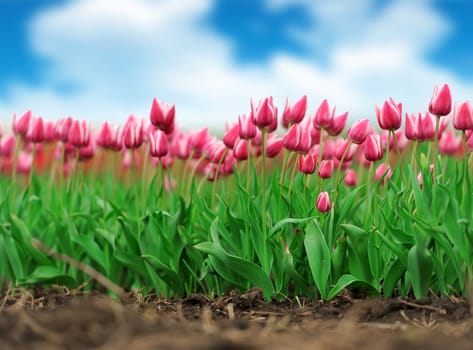 Close-up beautiful pink tulips in spring field