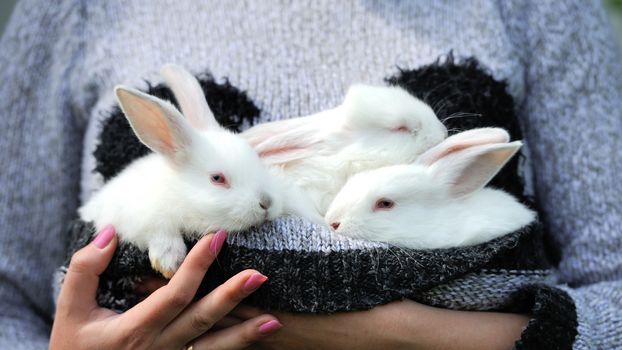White small rabbit sits in woman's hands