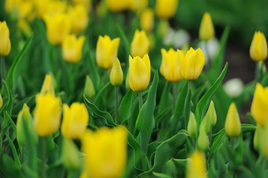 Close-up beautiful yellow tulips in spring field
