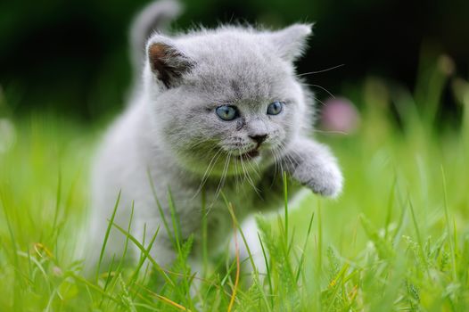 Close gray kitten in the green grass