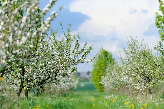 White blossom of apple in the garden in spring