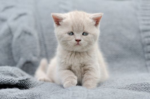 Cute gray funny baby kitten in gray cloth