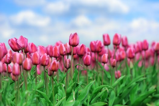 Close-up beautiful pink tulips in spring field
