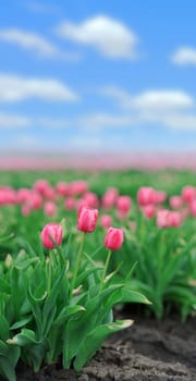 Close-up beautiful pink tulips in spring field