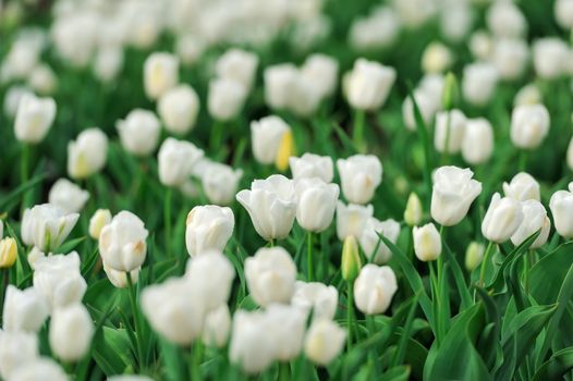 Close-up beautiful white tulips in spring field
