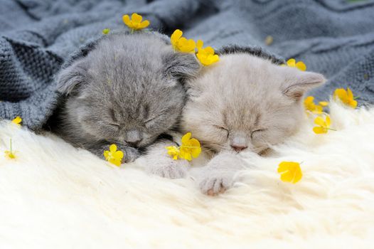 Close funny little gray kitten sleep on white blanket
