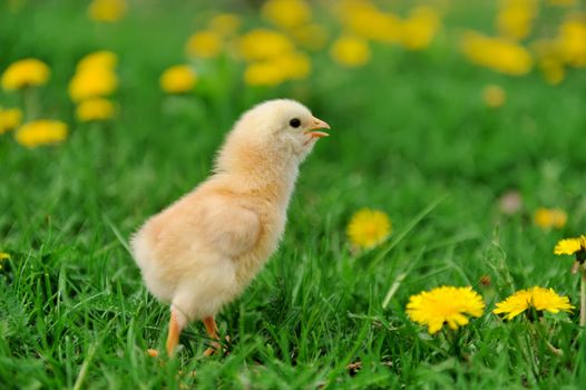 Beautiful little chicken on green grass in garden