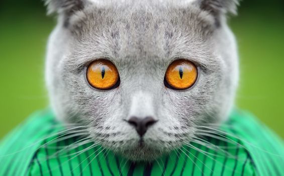 Close gray cat portrait with yellow eyes
