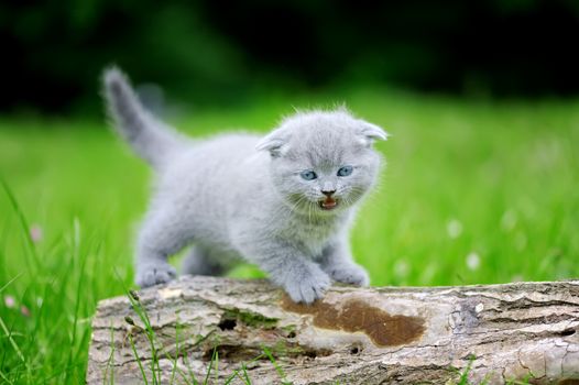 Close gray kitten on nature. Cute baby kitten on tree 