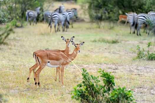 Impala on savanna in National park of Africa, Kenya