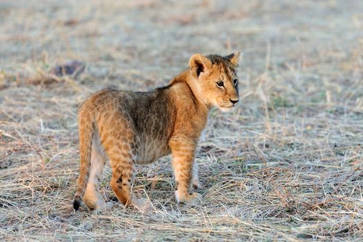 Young lion cub in the wild. National park of Africa