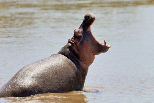 Hippo on lake in Natioanl park of Africa