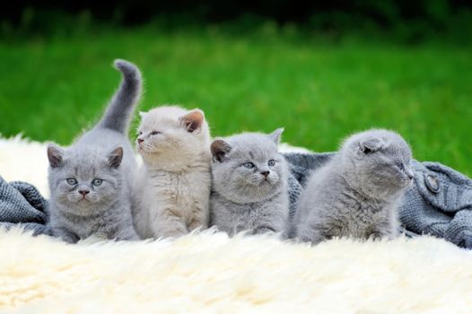 Four cute gray kitten on fur white blanket on nature