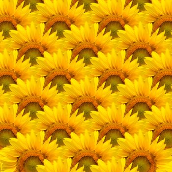 Background made of beautiful yellow sunflowers