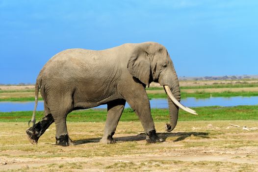 Elephant on savannah in National park of Africa