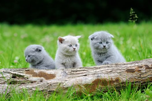 Three gray kitten on nature. Cute baby kitten on tree 