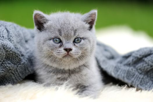 Cute gray kitten on fur white blanket on nature