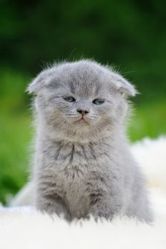 Cute gray kitten on fur white blanket on nature