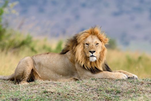 African lion in the National park of South Africa