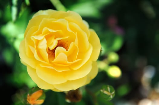 Nobody close-up yellow roses in the garden